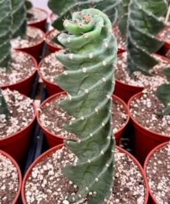 Spiral Cactus Cereus Forbesii Spiralis 6