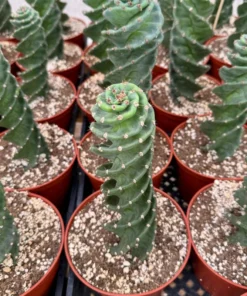 Spiral Cactus Cereus Forbesii Spiralis 6