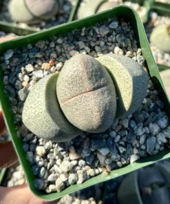 Split Rock Plant | Living Rock Succulent 3.5" Pot | Pleiospilos Nelii