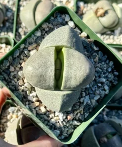 Split Rock Plant | Living Rock Succulent 3.5" Pot | Pleiospilos Nelii
