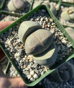Split Rock Plant | Living Rock Succulent 3.5