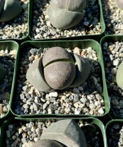 Split Rock Plant | Living Rock Succulent 3.5