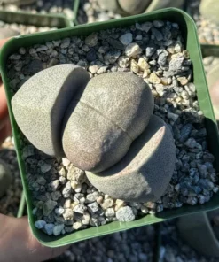 Split Rock Plant | Living Rock Succulent 3.5