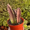 Starfish Flower Cactus, Giant Zulu, Giant Toad, Live Succulent in 2", 4'' pot