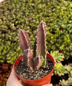 Starfish Flower Cactus, Giant Zulu, Giant Toad, Live Succulent in 2", 4'' pot