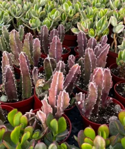 Starfish Flower Cactus, Giant Zulu, Giant Toad, Live Succulent in 2