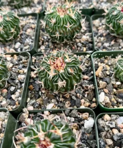 Stenocactus Multicostatus, Brain Cactus in 3", 6" pot