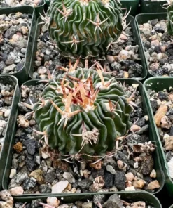 Stenocactus Multicostatus, Brain Cactus in 3