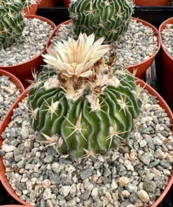 Stenocactus Multicostatus, Brain Cactus in 3