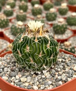 Stenocactus Multicostatus, Brain Cactus in 3