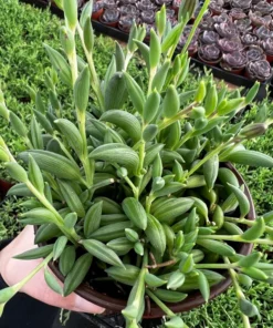 String of Bananas Trailing Succulent 4'' Pot Green Hanging Plant