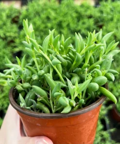 String of Bananas Trailing Succulent 4'' Pot Green Hanging Plant