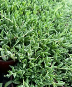 String of Bananas Trailing Succulent 4'' Pot Green Hanging Plant