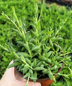 String of Bananas Trailing Succulent 4'' Pot Green Hanging Plant