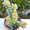 String of Buttons Succulent Live Plant 4 inch Pot | Crassula Perforata
