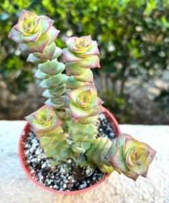 String of Buttons Succulent Live Plant 4 inch Pot | Crassula Perforata