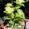 String of Buttons, Trailing Succulent, Rooted Live Plant in 2'' pot
