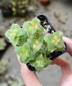 String of Buttons, Trailing Succulent, Rooted Live Plant in 2'' pot