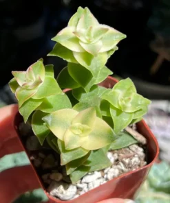 String of Buttons, Trailing Succulent, Rooted Live Plant in 2'' pot