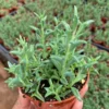 String of Dolphins Succulent Live Plant 4 inch Pot Green Trailing Succulent