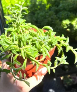 String of Dolphins Succulent Live Plant 4 inch Pot Green Trailing Succulent