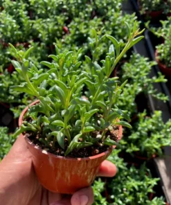 String of Dolphins Succulent Live Plant 4 inch Pot Green Trailing Succulent