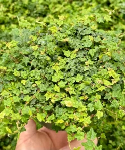 String of Frogs Houseplant Ficus Pumila Quercifolia 3-4 inch Pot Rare Indoor Plant