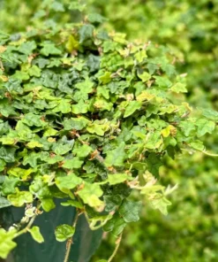 String of Frogs Houseplant Ficus Pumila Quercifolia 3-4 inch Pot Rare Indoor Plant