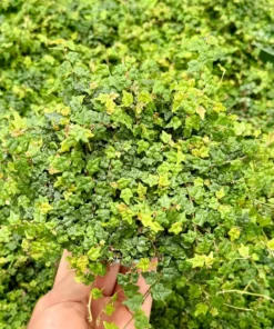 String of Frogs Houseplant Ficus Pumila Quercifolia 3-4 inch Pot Rare Indoor Plant