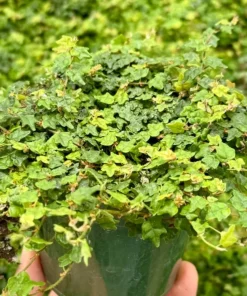 String of Frogs Houseplant Ficus Pumila Quercifolia 3-4 inch Pot Rare Indoor Plant