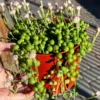 String of Pearls, Hanging Succulent, Trailing Plant, Live Plant in 6'' Hanging Basket