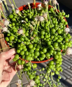 String of Pearls, Hanging Succulent, Trailing Plant, Live Plant in 6'' Hanging Basket