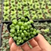 String of Pearls Succulent Live Plant 4 inch Pot Green Trailing Houseplant