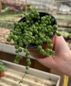 String of Pearls Succulent Live Plant 4 inch Pot Green Trailing Houseplant