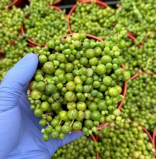 String of Pearls Trailing Succulent – Live Hanging Plant in 2" or 4" Pot