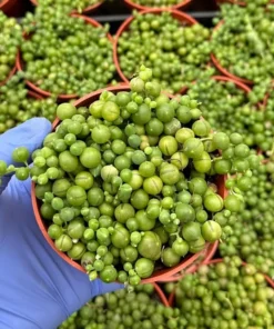 String of Pearls Trailing Succulent – Live Hanging Plant in 2" or 4" Pot
