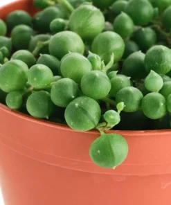 String of Pearls Trailing Succulent – Live Hanging Plant in 2