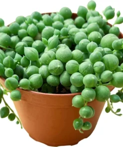 String of Pearls Trailing Succulent – Live Hanging Plant in 2