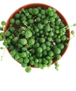 String of Pearls Trailing Succulent – Live Hanging Plant in 2