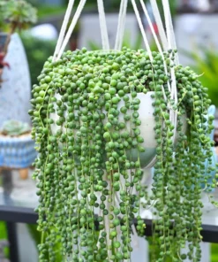 String of Pearls Trailing Succulent – Live Hanging Plant in 2