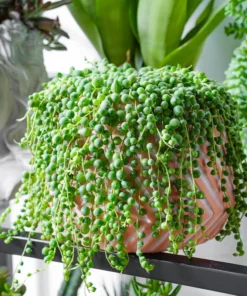 String of Pearls Trailing Succulent – Live Hanging Plant in 2