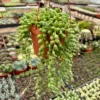 String of Tears Trailing Succulent 4" 6" Pots Green Hanging Plant