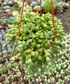 String of Tears Trailing Succulent 4" 6" Pots Green Hanging Plant