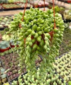 String of Tears Trailing Succulent 4