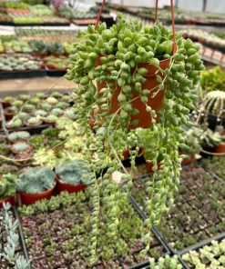 String of Tears Trailing Succulent 4