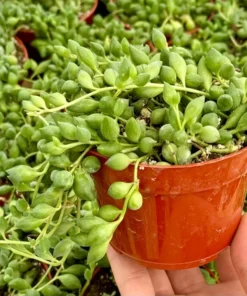 String of Tears Trailing Succulent 4
