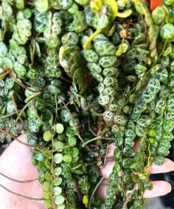 String of Turtles Cuttings - Peperomia Prostrata - Live Succulent Propagations