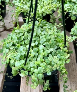 String of Turtles Trailing Succulent 3 Inch Pot Green Home Decor Plant