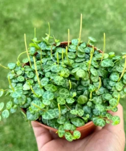 String of Turtles Trailing Succulent 3 Inch Pot Green Home Decor Plant