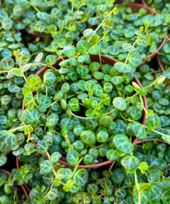 String of Turtles Trailing Succulent 3 Inch Pot Green Home Decor Plant